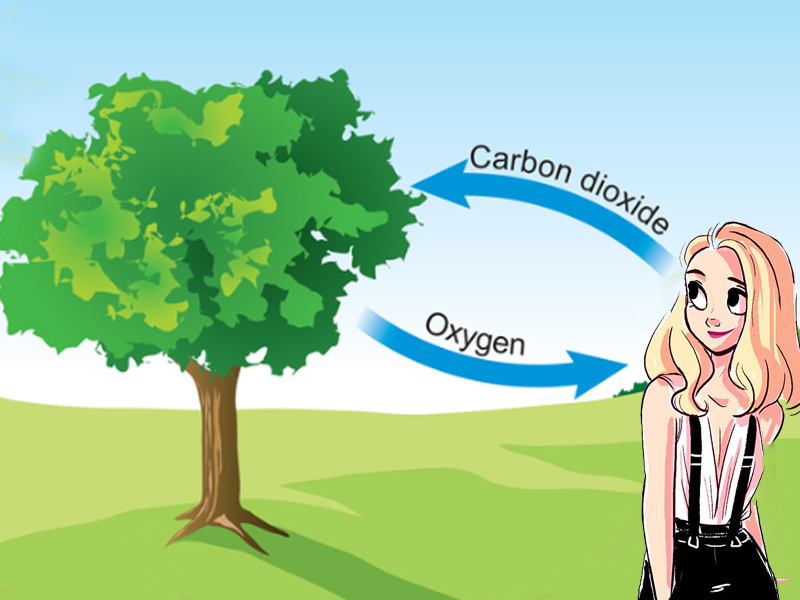 Purify the air